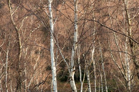 Winter birch trees, Cumbria - photo by Rob Fraser,