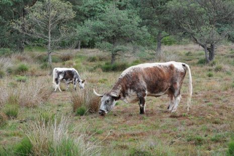 Two cows grazing on a heathland