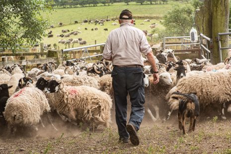 Gathering in the sheep, Kinniside Common western Lake-District. Photo by Rob Fraser