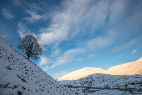 Winter sycamore, Cumbria - photo by Rob Fraser