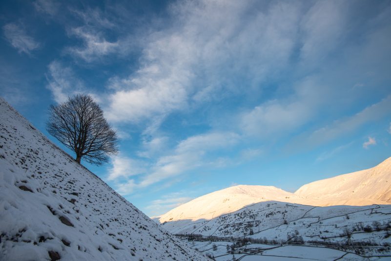 Winter sycamore, Cumbria - photo by Rob Fraser