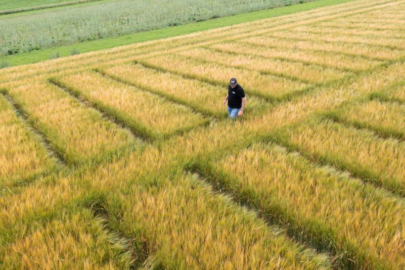 Examining crop trials. Image by UNDO