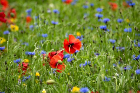 Save the Date: Resonance ‘Uplands and Protected Landscapes’ event (Durham)