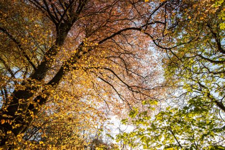 Save the date: Resonance Tree circle plantings