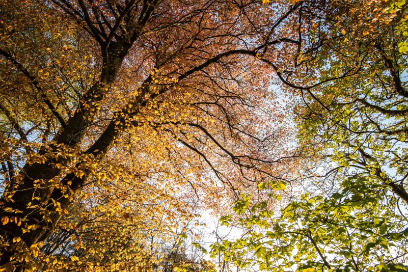 Beech trees in spring
Credit: Rob Fraser