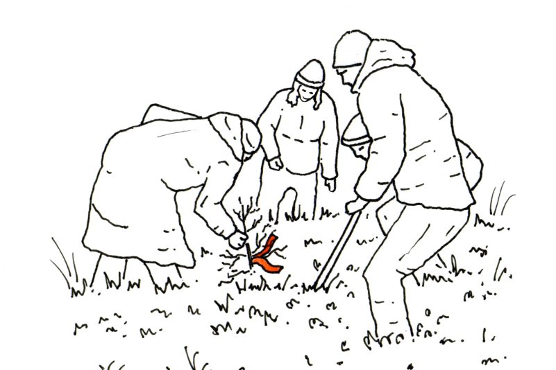 Collecting young birches from the bog (illustration by Ali Foxon)