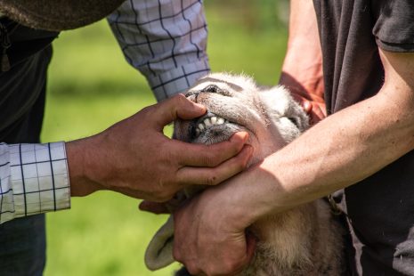 Farming at a crossroads: how farmers are navigating the agricultural transition