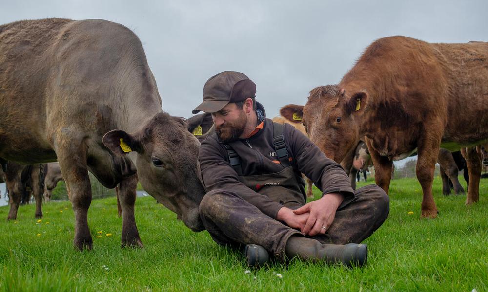 UK Regenerative Dairy: WWF & NatWest's 5-Farm Case Study