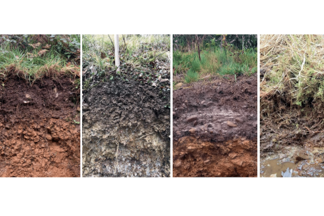 Soil is a Habitat in its Own Right: Eight Things We Learnt at the Devon Local Nature Recovery Strategy Conference