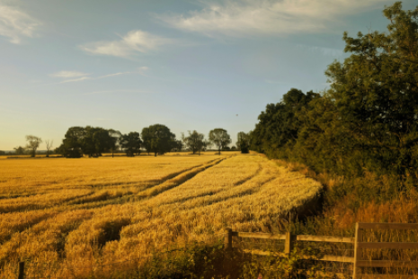 uk agricultural field with crops ready to be harvested in the sunset glow