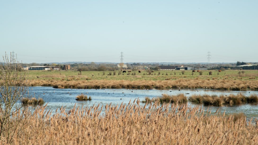View across Wicken Fen