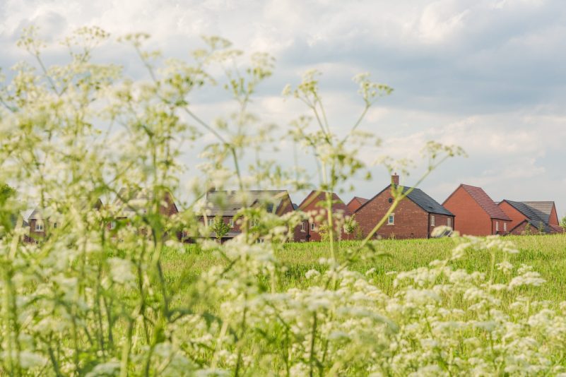 Why Local Government Capacity Matters for Nature Markets