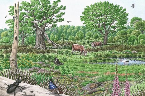 Wood Pasture Creation as a Nature-based Solution for Climate Change