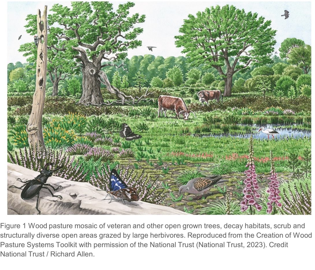 Illustration of wood pasture