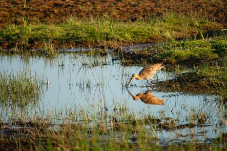 Resilient landscape: Feeding Curlew at Druridge Pools Nature Reserve, which is close to the Northumberland coast and was a former opencast mine, now a popular reserve with wildfowl and waders in the wetland